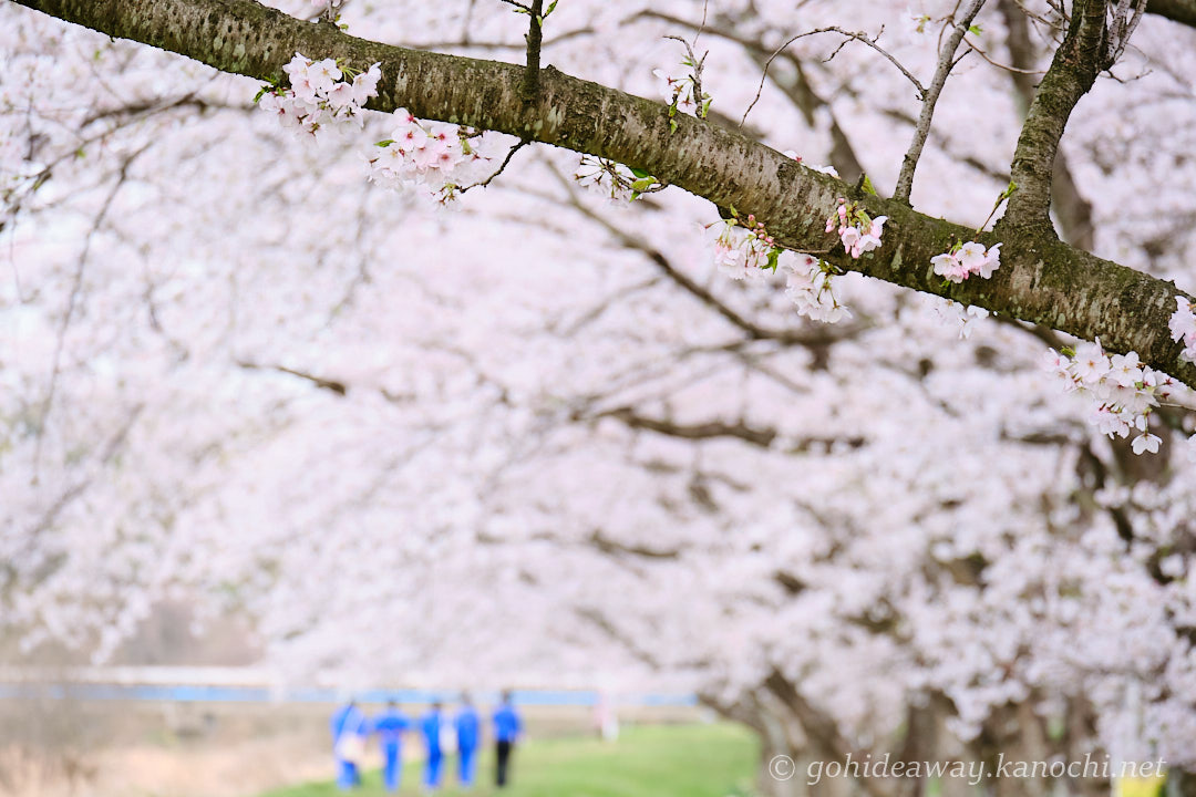 都幾川の桜堤